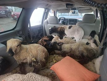 Nueve borregos fueron rescatados en Toluca luego de ser robados; los responsables ya fueron detenidos.