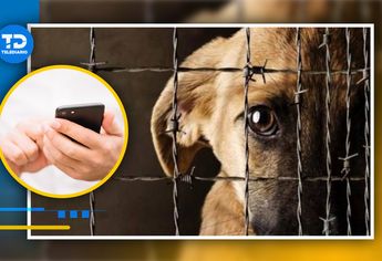 Cómo hacer una denuncia anónima de maltrato animal