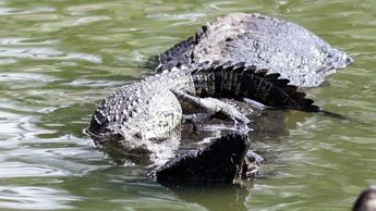 Capturan a "Fugaz", el cocodrilo de la Laguna de San Baltazar | Anel Esgua