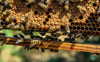 Abejas pican a trabajadores de Jalisco / Pixabay