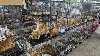 Hasta el momento 40 gatos ya fueron reclamados por sus dueños | ONG Humane World for Animals