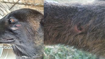 Heridas en el rostro del animal, en sus patas y en los muslos. | Cortesía