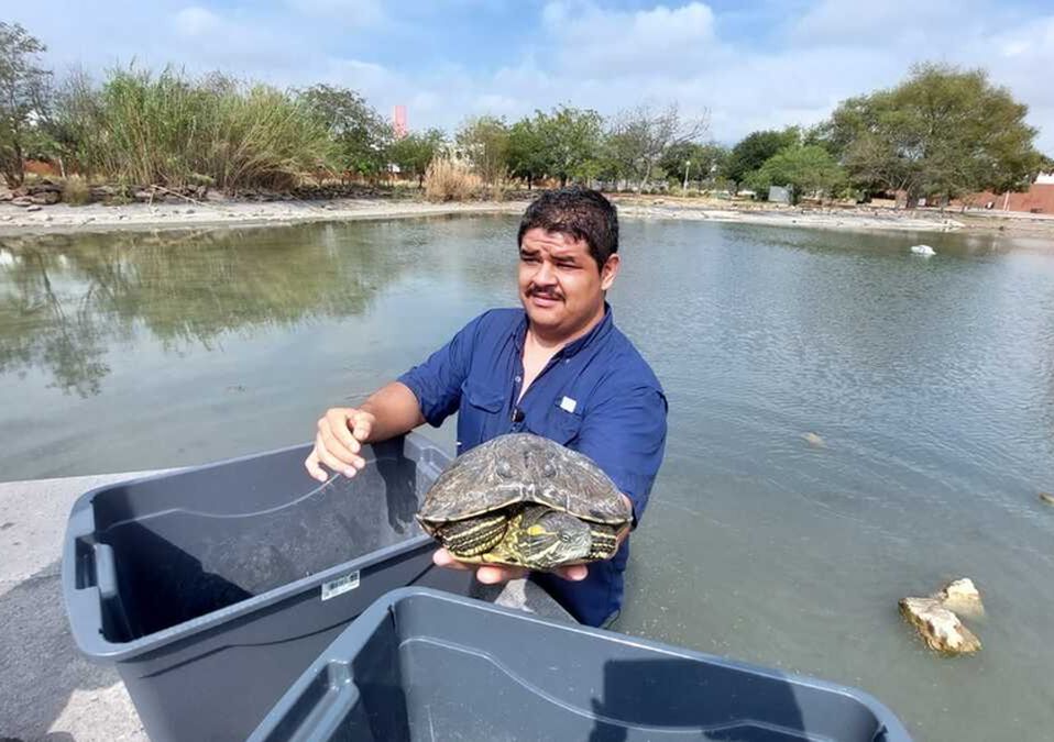 Rescatan a tortugas en Monterrey / Leyda Estrada