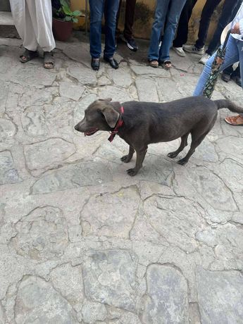 'Peregrino' acompañando el Viacrucis en Huejutla, Hidalgo. | Wendy Salazar