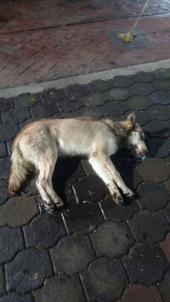 Varios de los perritos fueron encontrados cuando agonizaban. | Elizabeth Guzmán