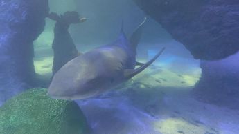 Podrás ver a tiburones desde cerca. | Alberto Santos