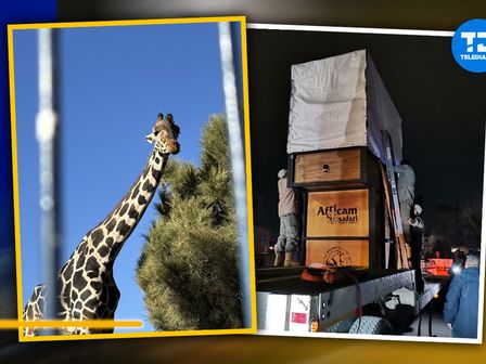 Benito inició el viaje hacía Africam Safari HOY / Especial