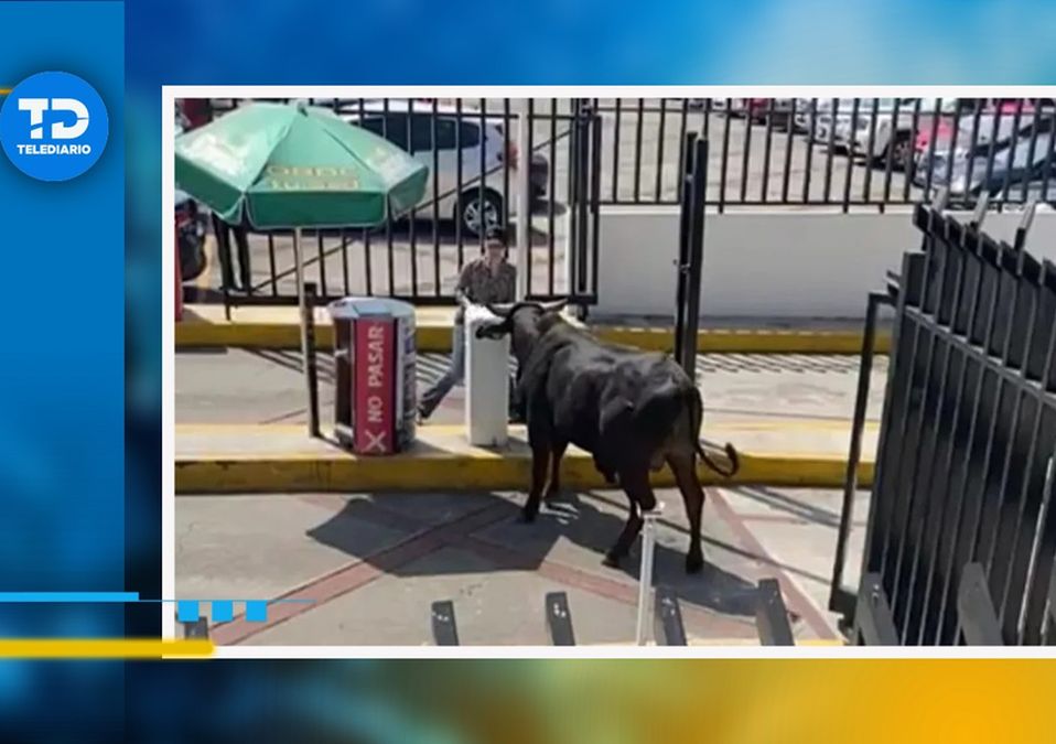 'Tengo aquí un toro en la universidad', se escucha en la grabación