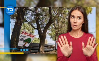 Tala de árboles amenaza al entronque de Amalucan por distribuidor vial / Agencia Es Imagen