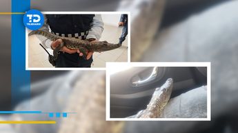 Cocodrilo enano asegurado por las autoridades de Hidalgo / Guadalupe Trejo