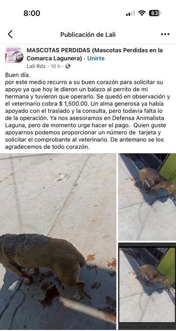 Piden ayuda para perrito herido en Torreón