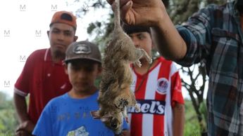 Ratas de hasta 600 pesos. | Dany Béjar