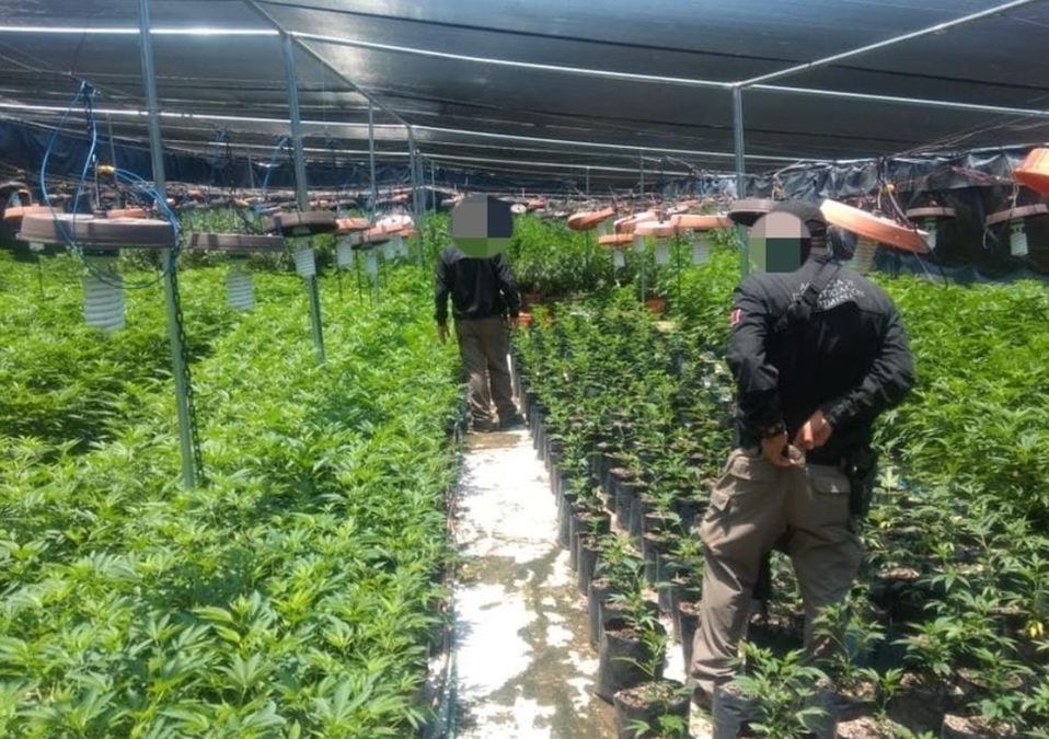 Invernadero de marihuana en Zapopan / Twitter @FGRMexico