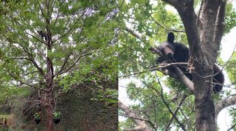 Osezno arriba de un árbol en San Pedro / Cortesía