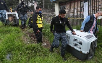 Al lugar llegaron veterinarios y los dueños de los canes /Jesús Quintanar