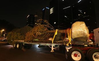 El ahuehuete salió cerca de las 22:30 del vivero Nezahualcóyotl. / Jorge Carballo.