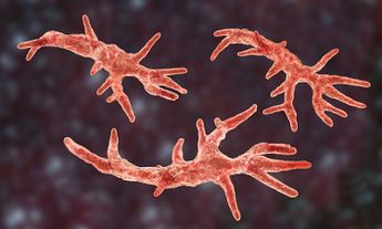 'Naegleria fowleri' o ameba comecerebros: síntomas y riesgos del microbio