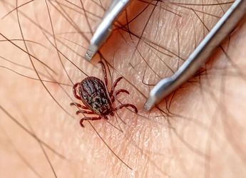 La picadura de garrapata puede ocasionar Rickettsia o la enfermedad de Lyme.