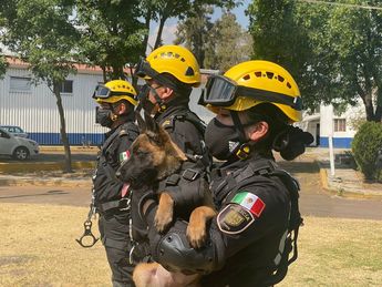 Tiene cuatro meses; es juguetona e inquieta: SSC