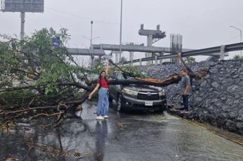 Árbol cae sobre camioneta