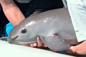 Piden legisladores implementar y redoblar medidas para la protección de la vaquita marina