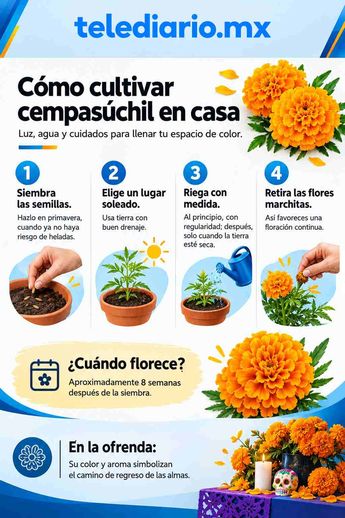 La flor de cempasúchil es un elemento principal de la ofrenda de Día de Muertos