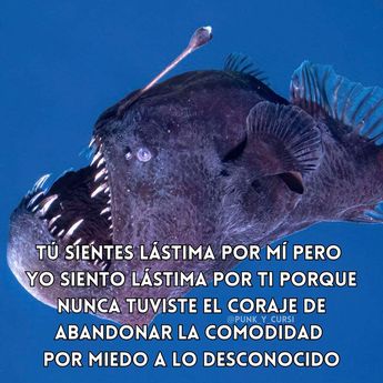 Aquí los mejores memes sobre el pez diablo que murió en costas de Tenerife, España / Especial