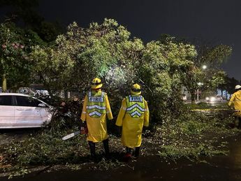 Árbol caído por la lluvia en Zapopan / Vicente Torres Alfaro