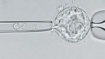 Embrión de 5 días analizado en microscopio