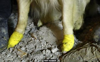 Perrito rescatista salva a 5 personas en Turquía / TRT Haber.
