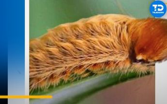 Detectan presencia de la oruga peluche en Nuevo León