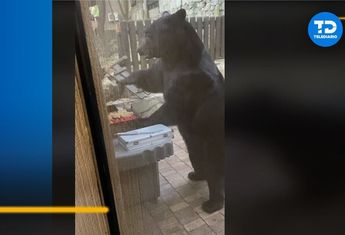 Oso roba carne asada