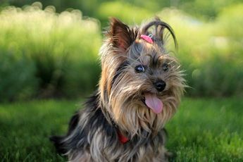 Yorkshire Terrier, entre las razas más pequeñas
