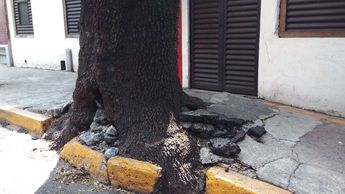 Habitantes de la colonia Nonoalco reportan que las raíces del árbol ya están expuestas | Cortesía