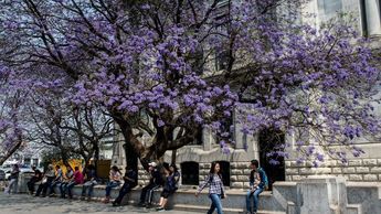 ¿Lo sabías? Los árboles de 'Jacarandas' llegaron a México gracias a migrantes japoneses