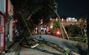 Árbol caído en Cuauhtémoc | Enrique Luna