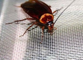 ¿Las cucarachas sobrevivirían a bomba nuclear?, esto dice la ciencia