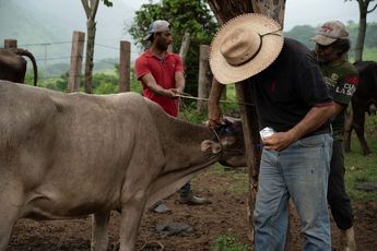 El intento de contención del gusano barrenador no ha impedido que la plaga se propague entre el ganado / Agencia Cuartoscuro