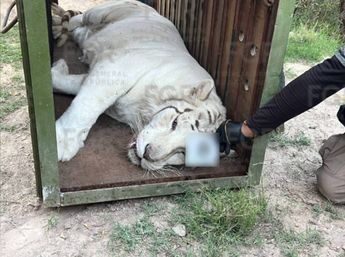La fauna silvestre fue trasladada al Instituto Municipal de Conservación de Vida Silvestre