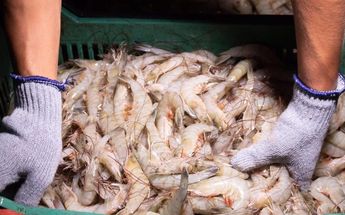El camarón, el ceviche y otros productos han visto un incremento de precios. | Archivo