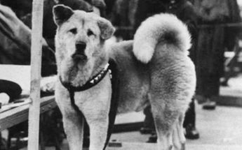 Imagen de Hachiko/Dominio público
