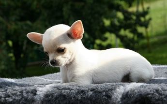 Rescatan a perro chihuahua de incendio / Pixabay