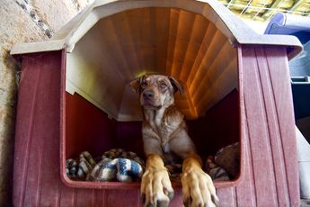 Pocos son los ejemplares de perros y gatos en Puebla que logran encontrar un hogar luego de ser rescatados de las calles / Agencia Cuartoscuro