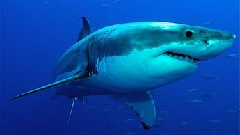 Tamaulipas alerta con bandera morada posible presencia de tiburones y cocodrilos en sus playas | Especial