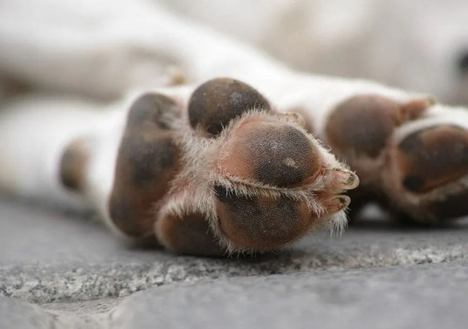 Policías de CdMx rescatan a perro que se estaba ahorcando tras caer de azotea