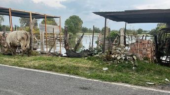 El río Lerma pone en peligro a familias y ganado. | Isela Jiménez vía Facebook.