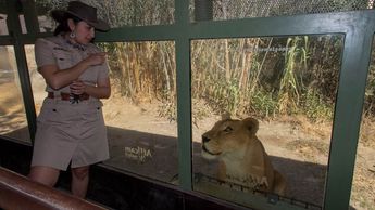Karla Zamudio, coordinadora de experiencias educativas de Africam Safari en el vehículo especial para la visita con leones | Melanie Torres
