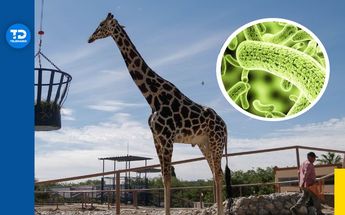 La jirafa Benito recibirá tratamiento para los parásitos y pueda viajar a Africam Safari / Diseño Telediario