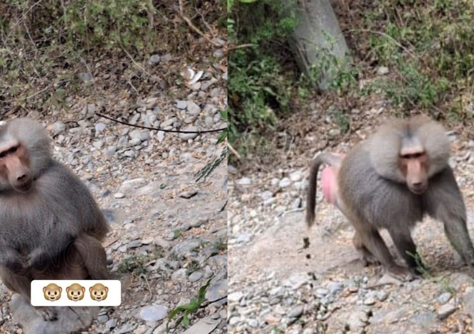El mandril fue captado en la zona de Los Canelos, viralizándose rápidamente en redes sociales. | Especial.