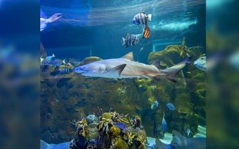 Acuario en Monterrey 2024 | Especial